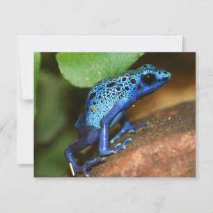 rana de flecha de veneno azul