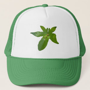 Rana de hoja de uva verde, gorra de camionero