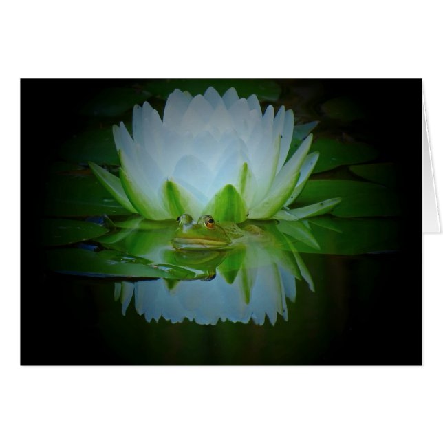 Rana de la Lily (Anverso (Horizontal))