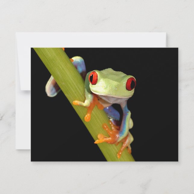 rana de los ojos rojos (Anverso)