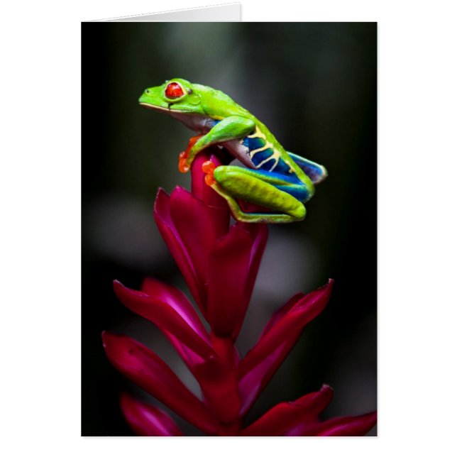 Rana de ojos rojos (Frente)