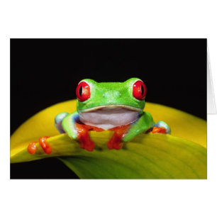 Rana De Ojos Rojos, Agalychinis callidryas, Nativa