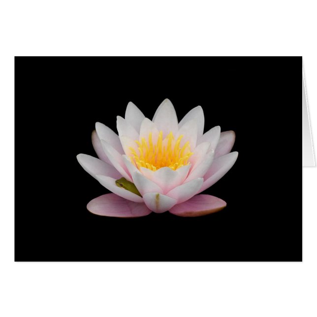 Rana en una Lily (Anverso (Horizontal))