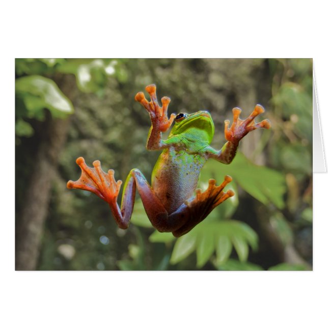 Rana en vidrio (Anverso (Horizontal))