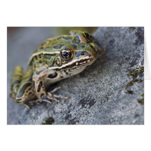 rana leopardo del norte, Isla transparente,