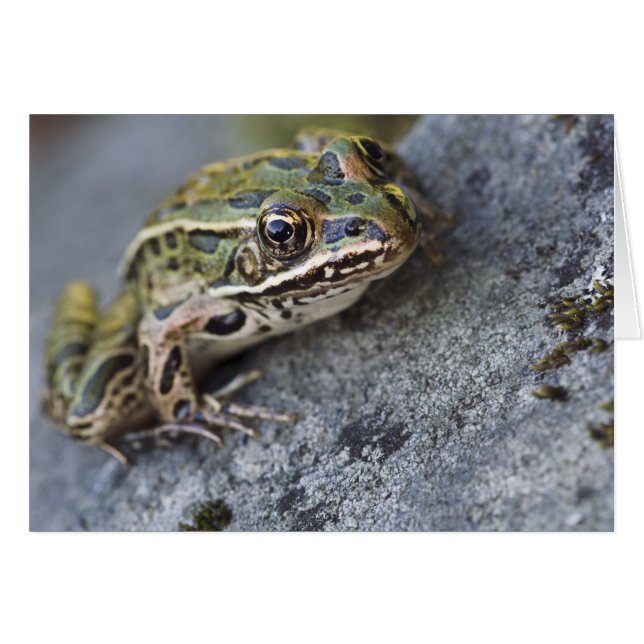 rana leopardo del norte, Isla transparente, (Anverso (Horizontal))