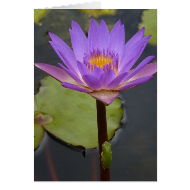 rana sobre un lirio (Frente)