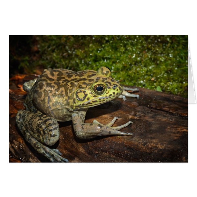Rana toro, Rana catesbeiana (Anverso (Horizontal))