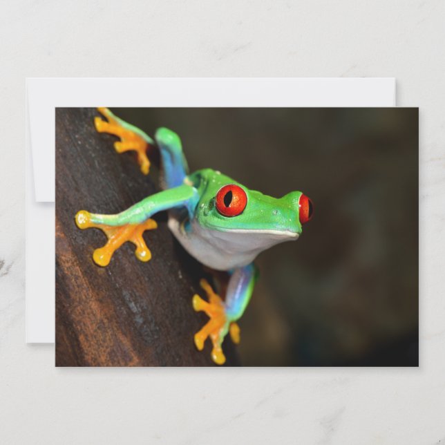 Rana Tropical Roja de Ojos - Callidryas Agalychnis (Anverso)