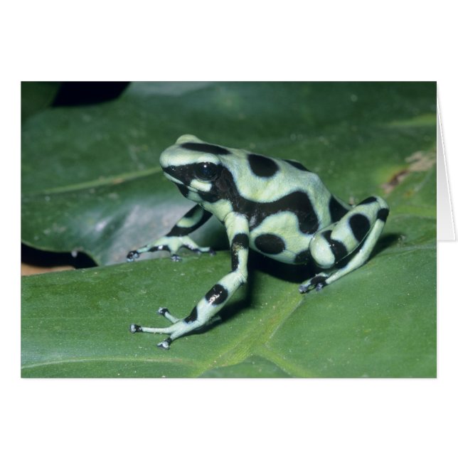 Rana venenosa, (Dendrobates auratus) Cahuita (Anverso (Horizontal))