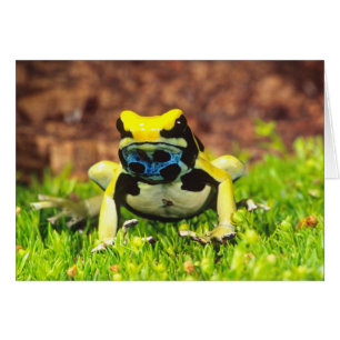 Rana venenosa tinctoria, Dendrobates tinctorius,