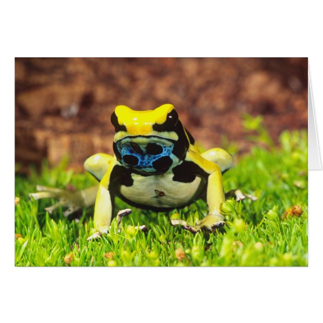 Rana venenosa tinctoria, Dendrobates tinctorius, (Anverso (Horizontal))