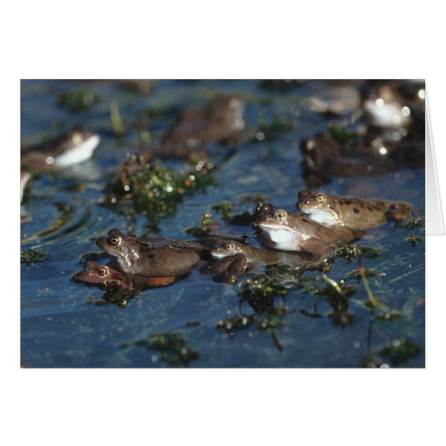 Ranas divertidas (Anverso (Horizontal))