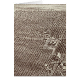 Rancho Chapin Fruit