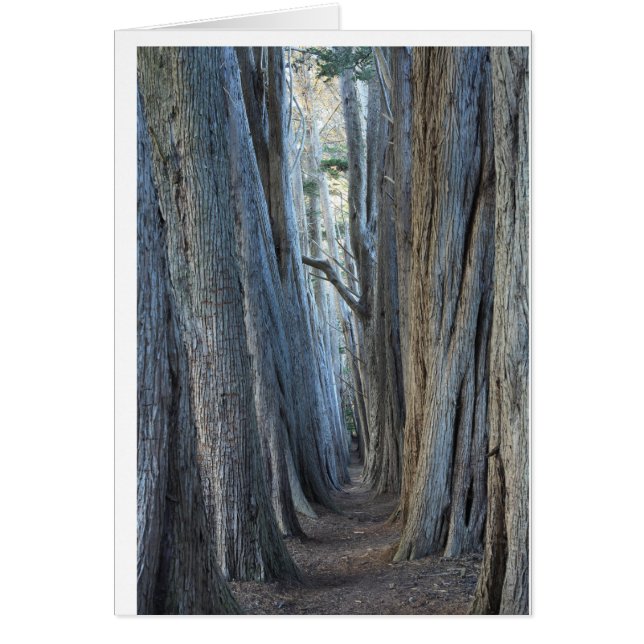 Rancho del mar, CA (Frente)