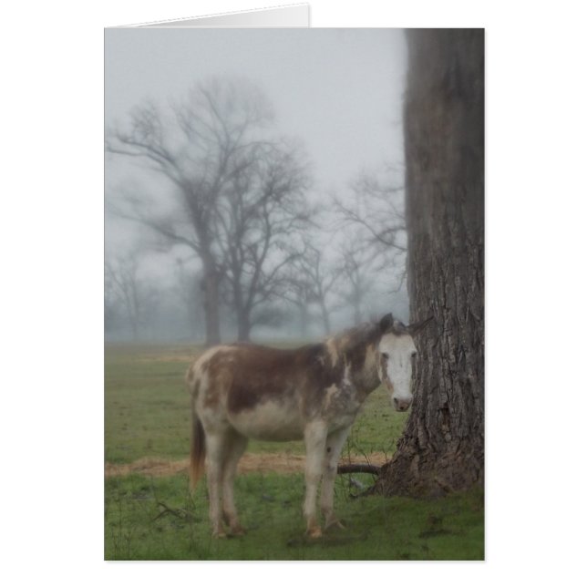 Rancho del río Moon III (Frente)