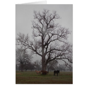 Rancho II del río de la luna