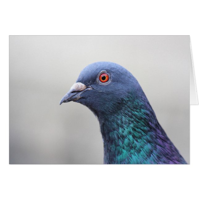 Random Pigeon (Anverso (Horizontal))