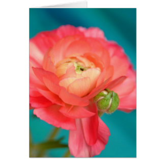 ranunculento con brote