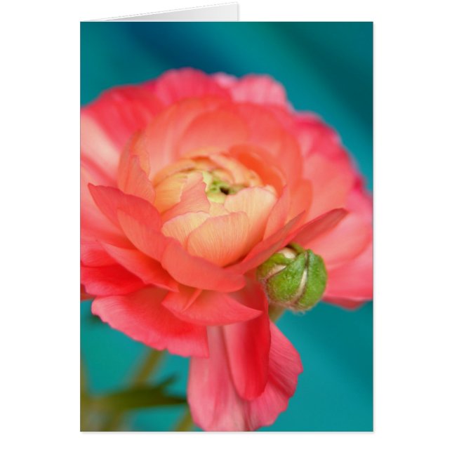 ranunculento con brote (Frente)