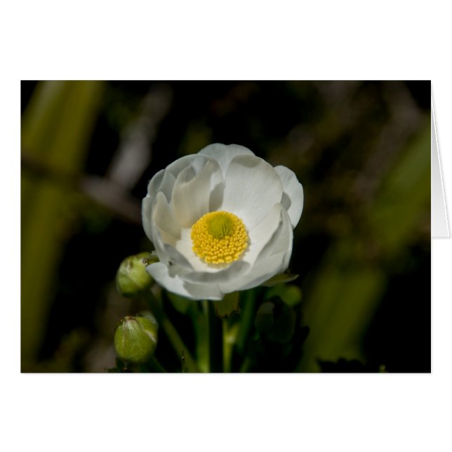 Ranúnculo gigante de la montaña (Anverso (Horizontal))