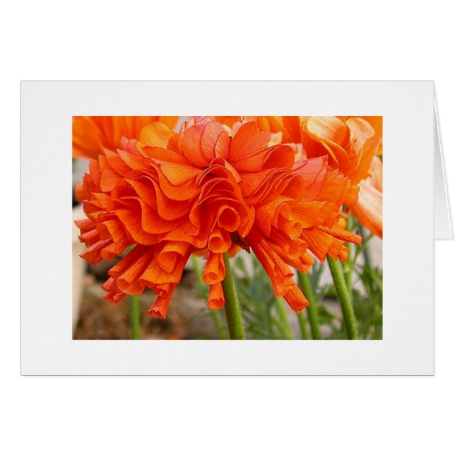 Ranúnculo rizado (Anverso (Horizontal))