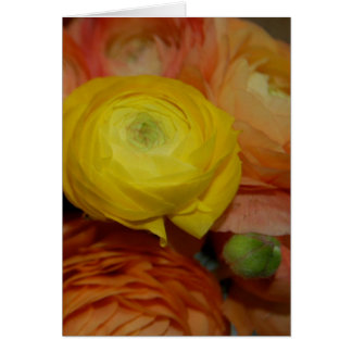 Ranunculus amarillo