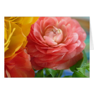 ranunculus amarillo y rosa