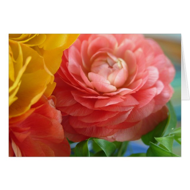 ranunculus amarillo y rosa (Anverso (Horizontal))