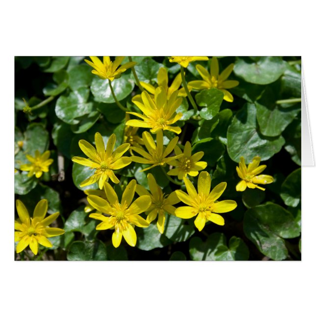 Ranunculus ficaria (Anverso (Horizontal))