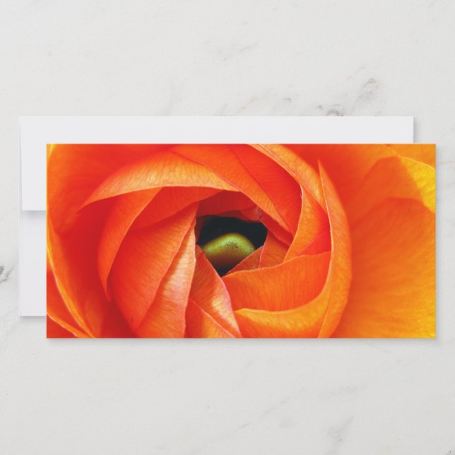 Ranunculus Macro Photocard (Anverso)