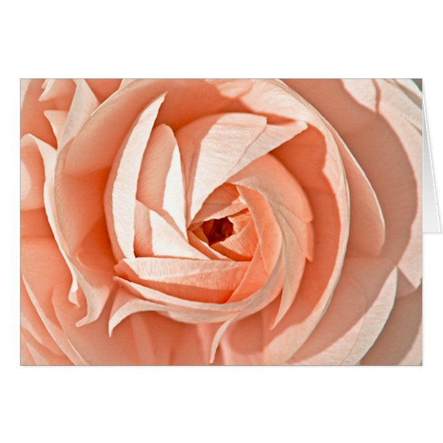 Ranunculus Swirl (Anverso (Horizontal))