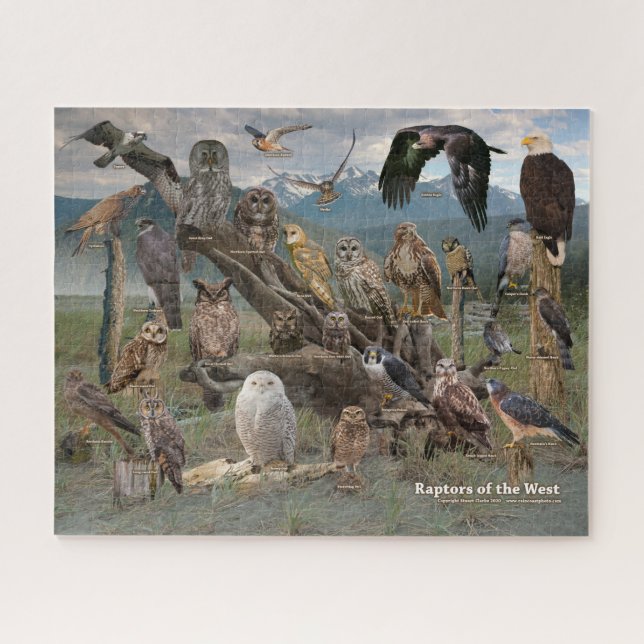 Raptores del rompecabezas occidental (Horizontal)