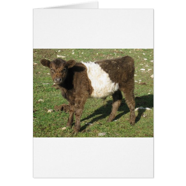 Rara Dun Belt Galloway Calf (Frente)