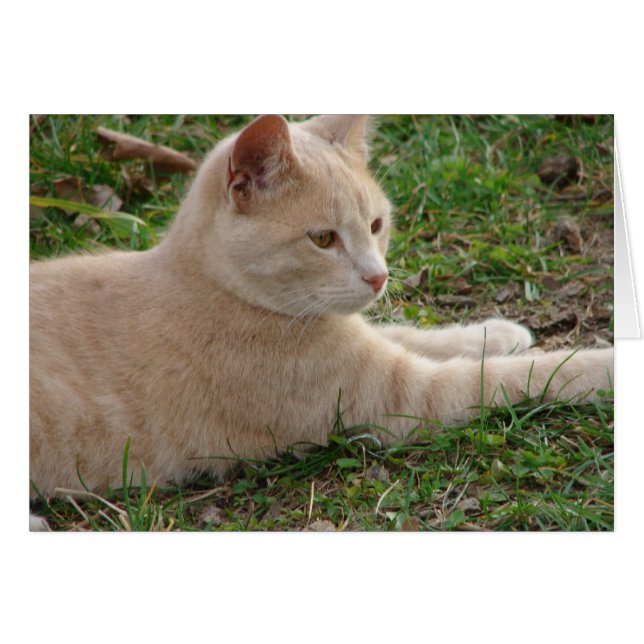 Rascal (Anverso (Horizontal))