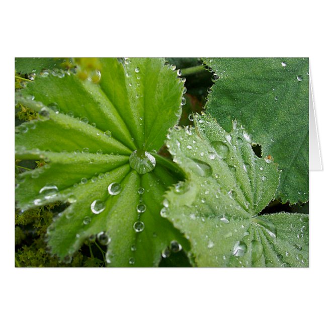 Rasgón de la naturaleza (Anverso (Horizontal))