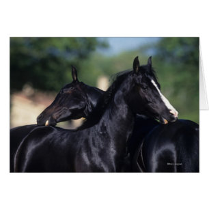 Rasguño árabe del caballo