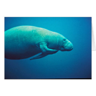 Rasguño del Manatee