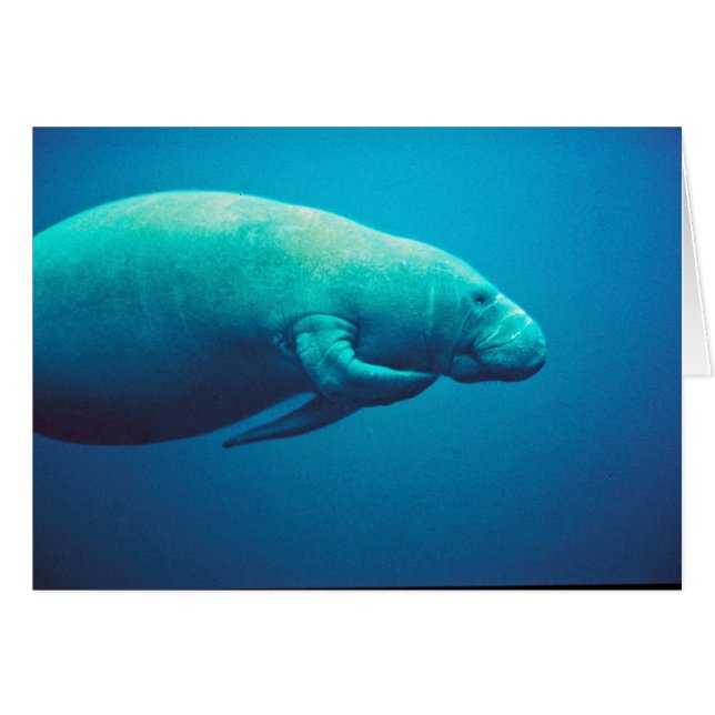 Rasguño del Manatee (Anverso (Horizontal))