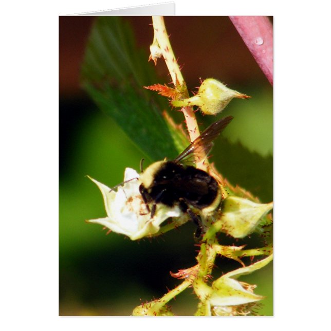 Raspberry Bee (Frente)