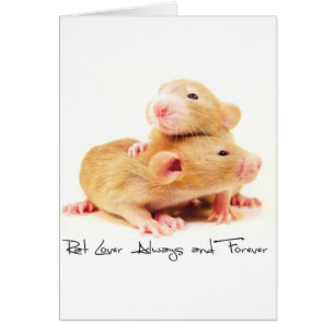 Rat Lover siempre y para siempre