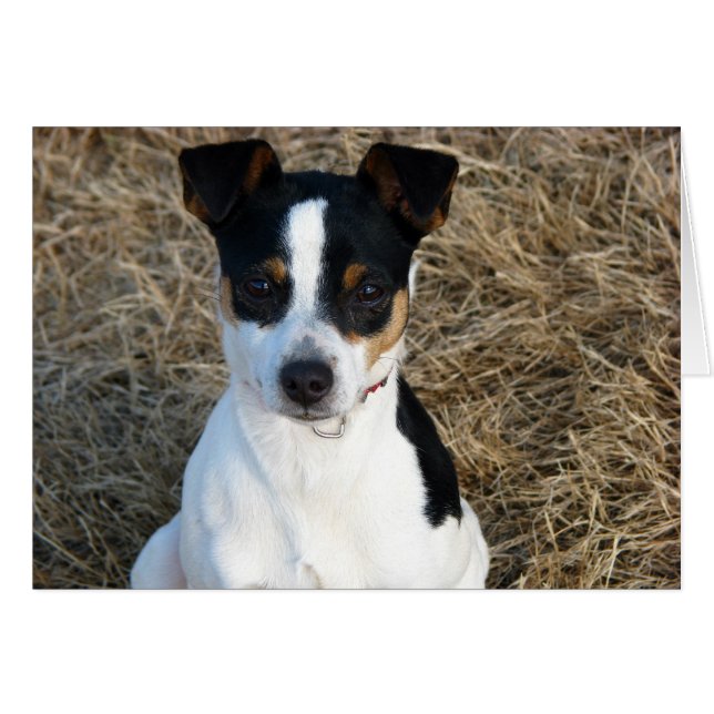 Rat Terrier (Anverso (Horizontal))