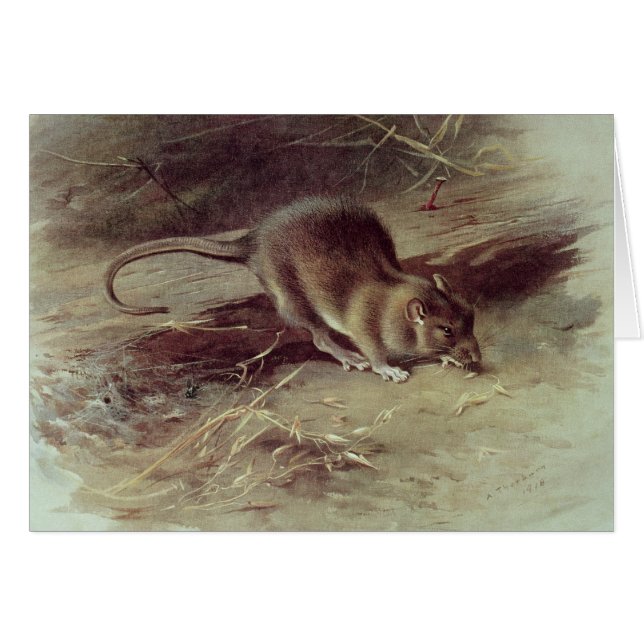 Rata de Brown 1918 (Anverso (Horizontal))