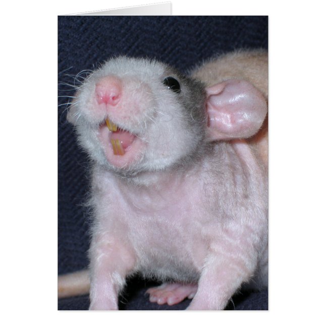 Rata de sonrisa (Frente)