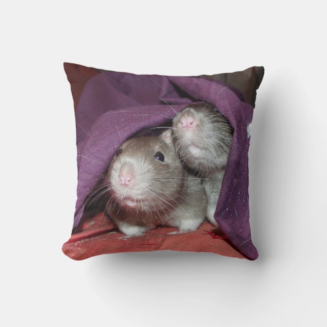 ratas ocultando la almohada de American Mojo (Anverso)