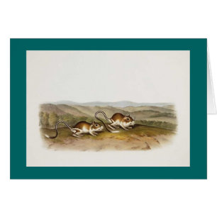 Ratón de Audubon - de Pouched Jerboa