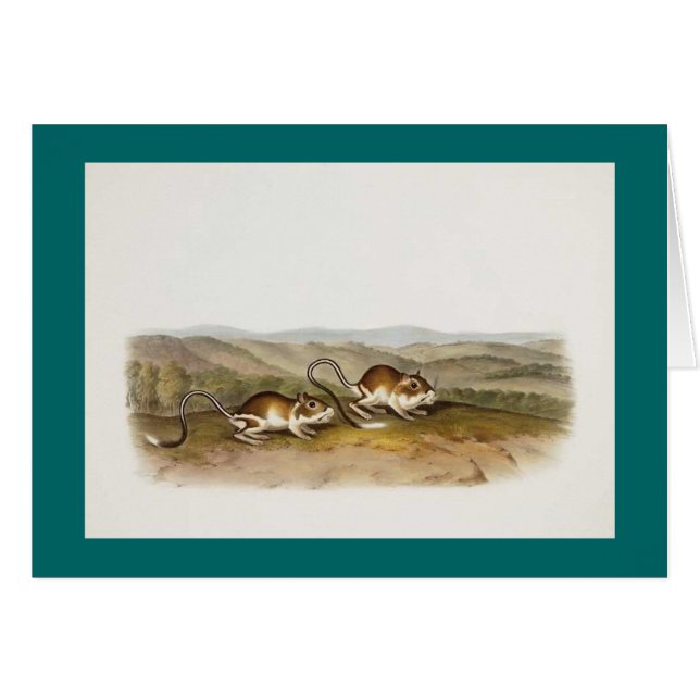 Ratón de Audubon - de Pouched Jerboa (Anverso (Horizontal))