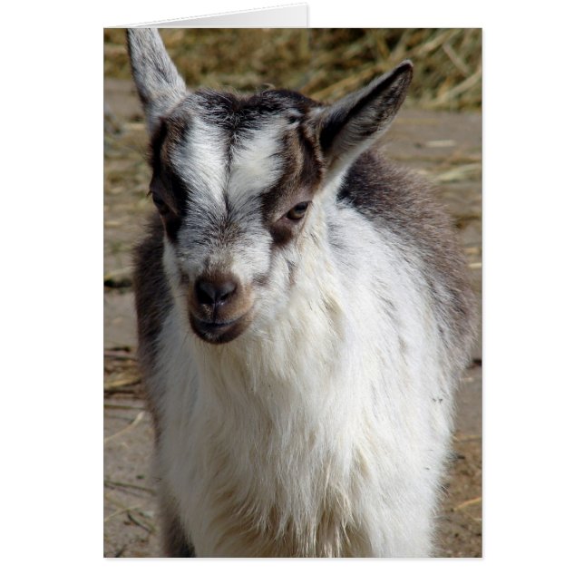 Ratón la cabra (Frente)