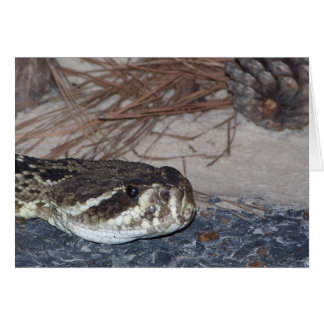 rattlesnake oriental