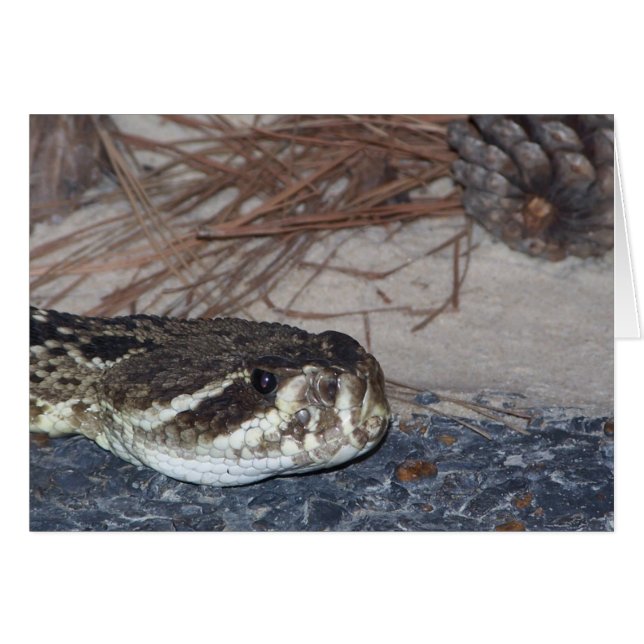 rattlesnake oriental (Anverso (Horizontal))
